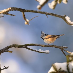 Haubenmeise | © Dr. Olaf Broders