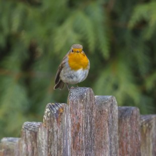 Rotkehlchen | © Ralph Sturm