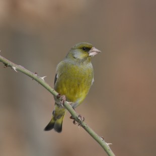 Grünfink | © Zdenek Tunka