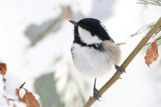 Tannenmeise | © Derer Frank