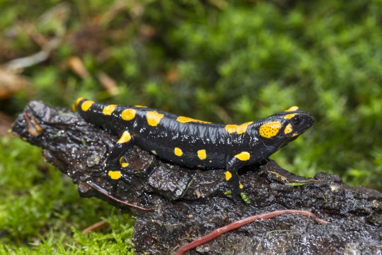 Feuersalamander auf einem Stein | © Marcus Bosch