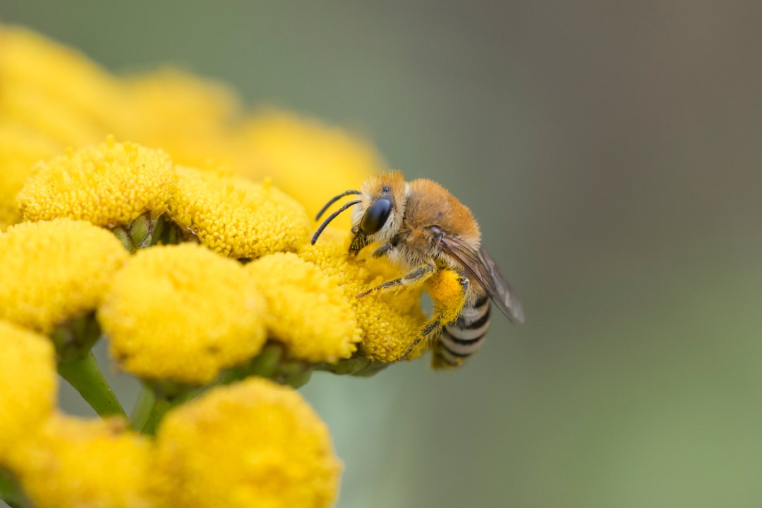 Seidenbiene auf Rainfarn | © Christoph Bosch