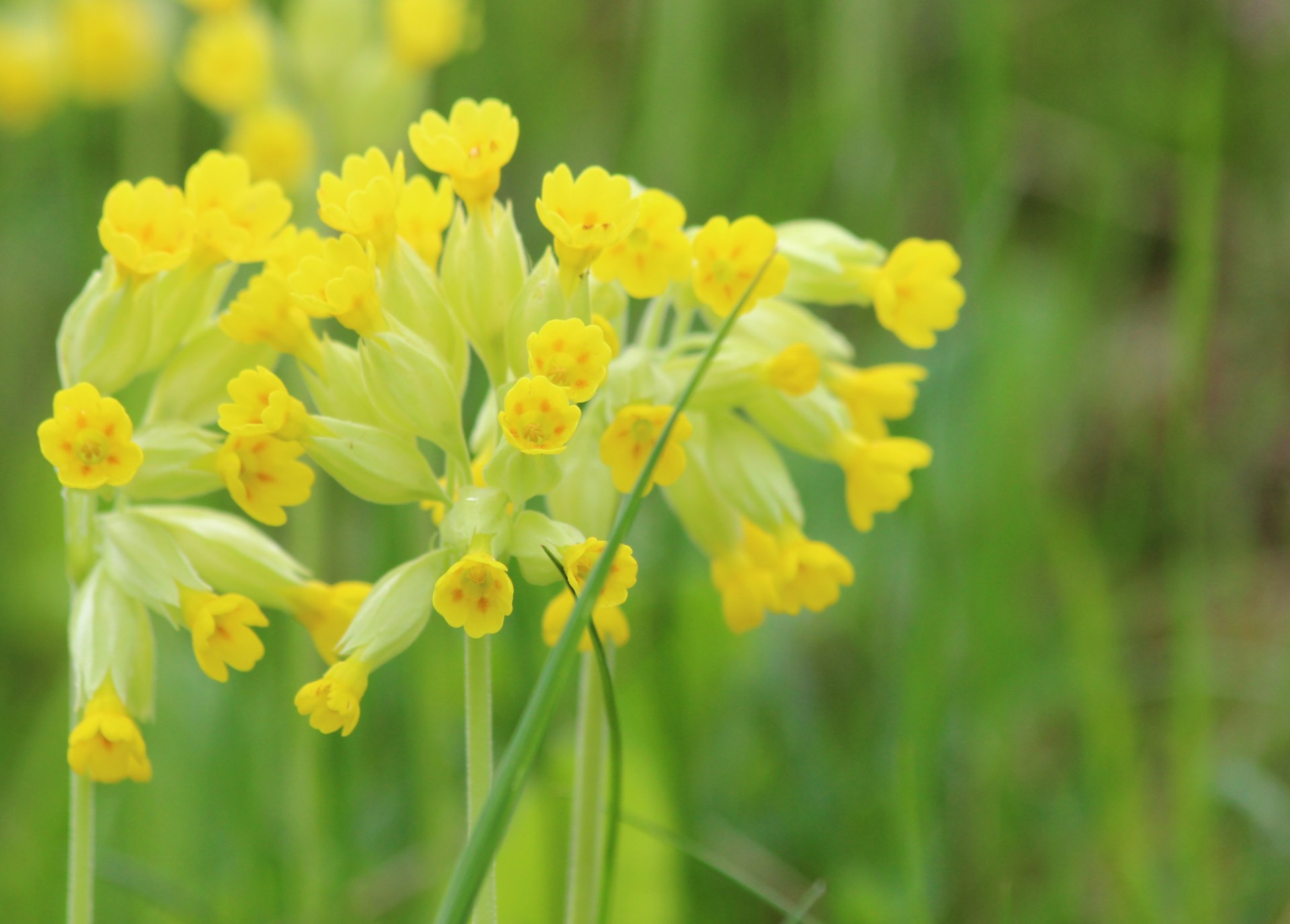 Echte Schlüsselblume | © Peter Bria