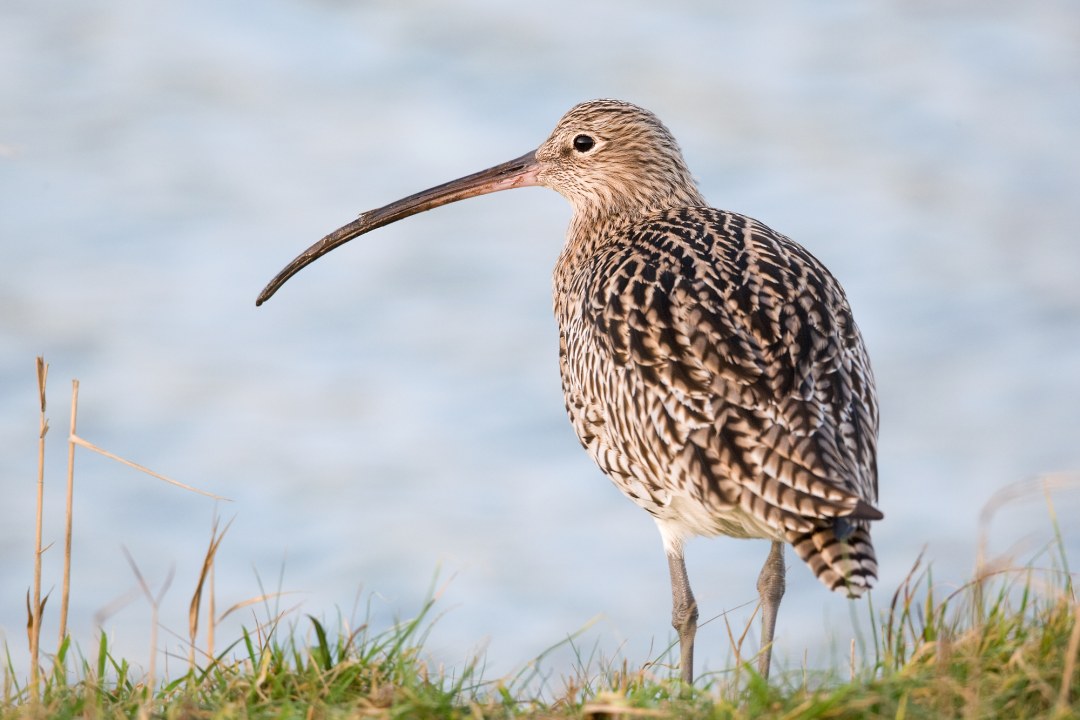 Großer Brachvogel | © Frank Derer