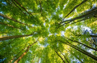 Laubwald Baumkronen | © Dr. Olaf Broders