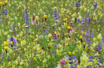 | © Dr. Eberhard Pfeuffer