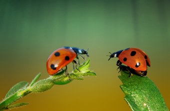 Marienkaefer | © Andreas Giessler