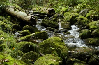 Bach | © Dr. Eberhard Pfeuffer