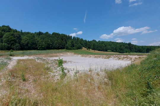 Abbaufläche als Sekundärhabitat | © Fabian Unger