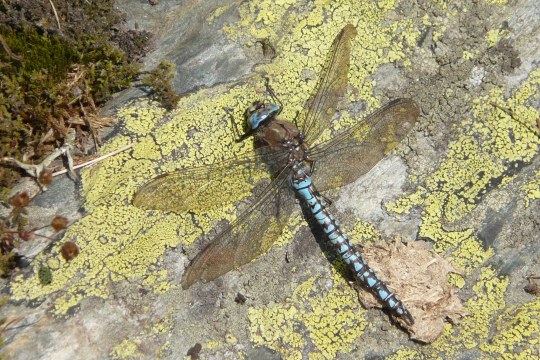 Alpen-Mosaikjungfer | © Krystztof Wesolowski