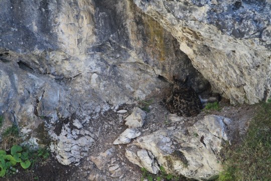 Alpenschneehase in Uhunische | © Hans-Joachim Fünfstück