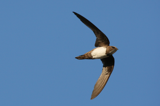 Alpensegler im Flug | © Zdenek Tunka
