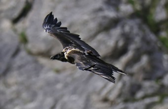 Bartgeier Vinzenz | © Markus Leitner