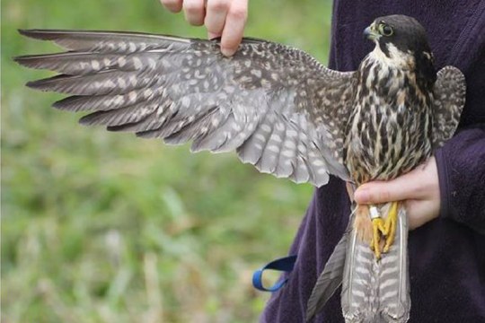 Einem in der Hand gehaltenen Baumfalken wird ein Flügel ausgestreckt | © LBV
