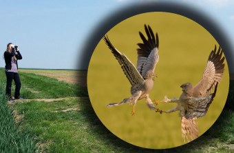 Selbst aktiv werden im Wiesenweihenschutz | © Pürckhauer/Juncker