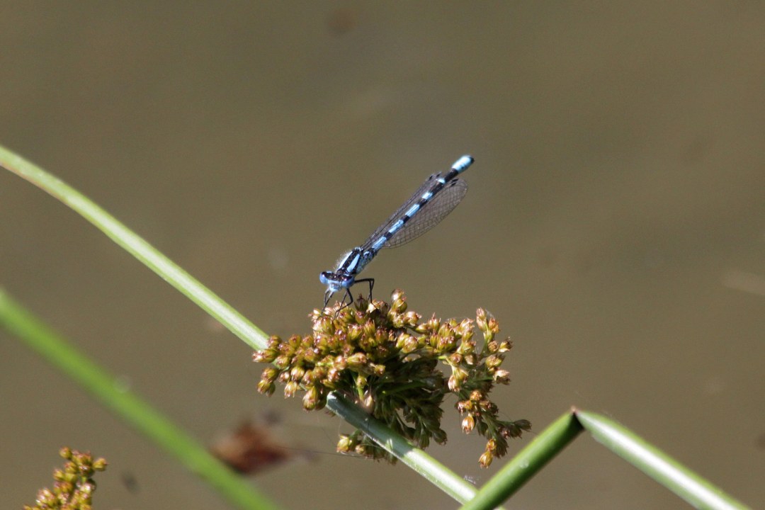 Blaue Azurjungfer | © Angela Maurer