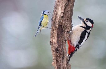 Blaumeise-Buntspecht - SDW 2019 | © Rainer Schaaf