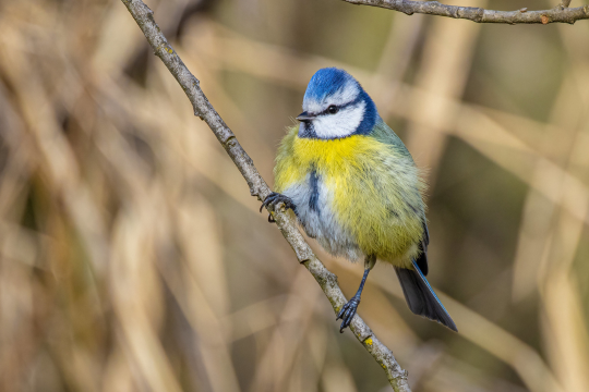 Blaumeise | © Florian Nass