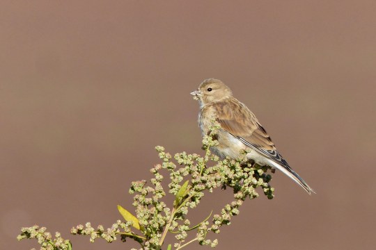 Bluthänfling Weibchen | © Gabriele Heckwolf