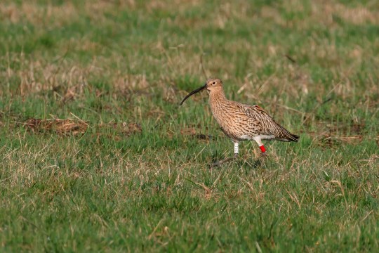 Brachvogel Franzi am 8.3.2024 im Königsauer Moos | © Norbert Geisberger