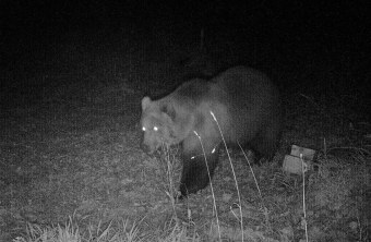 Braunbär in schwarz-weiß | © Bayerische Staatsforsten