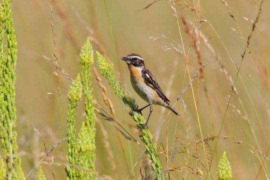 Braunkehlchen Männchen in einer Wiese. | © Heinz Tuschl.