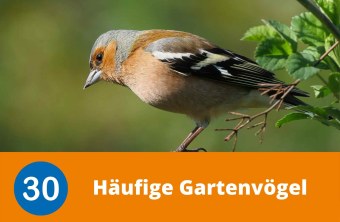 Buchfink | © Michael Schiebelsberger