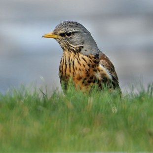Wacholderdrossel auf einer Wiese | © Carl-Peter Herbolzheimer