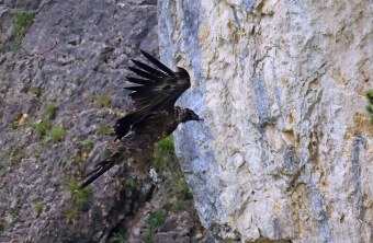 Dagmar holt zur Landung aus, sie streckt ihre Beine aus | © Markus Leitner