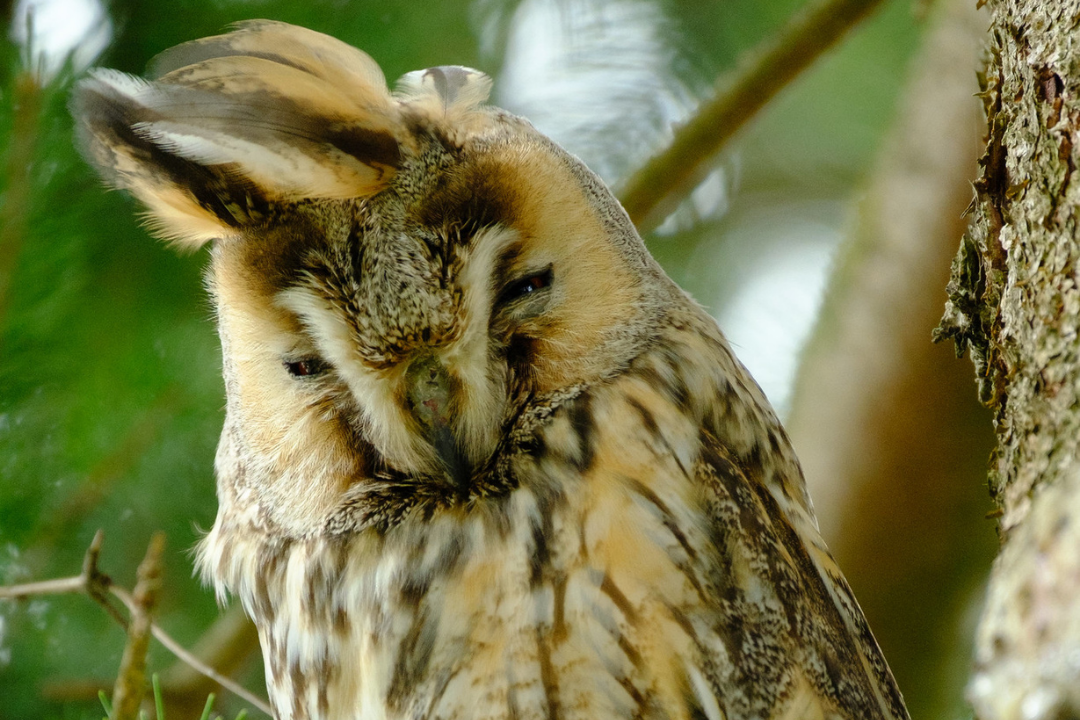 Waldohrule | © Iris Neelen