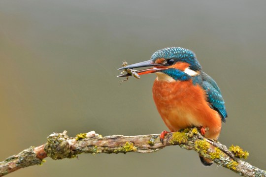 Eisvogel sitzt auf einem Ast und hat Futter im Schnabel | © Rolf Blesch
