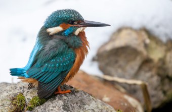 Eisvogel sitzt auf einem Stein | © Ralph Sturm