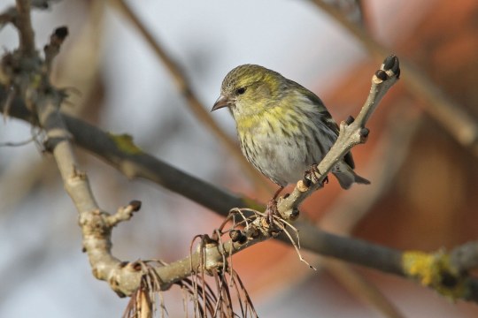 Erlenzeisig | © Dr. Christoph Moning