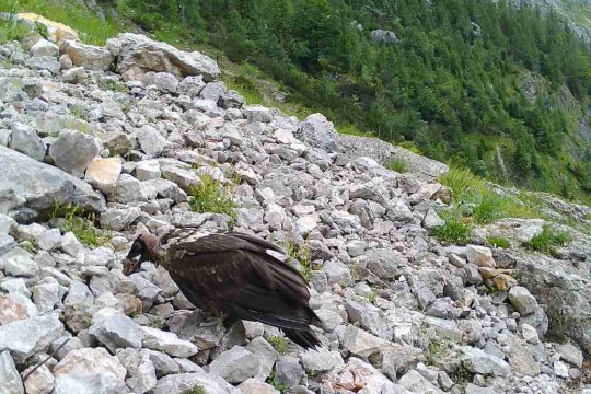 Nepomuk entdeckt die Knochen an Futterplatz 1 | © Nationalparkverwaltung und LBV
