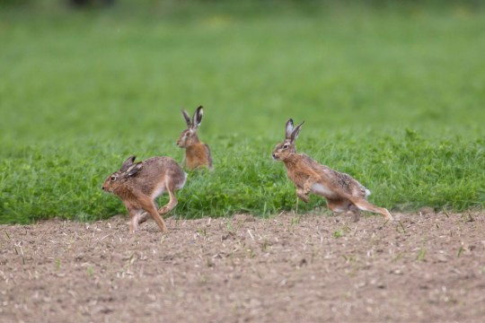 Feldhasen | © Ralph Sturm