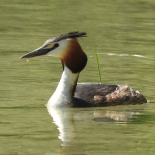 Haubentaucher im Wasser | © Florian Zauner