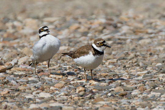 Flussregenpfeifer-Pärchen auf Kiesbank | © Gunther Zieger