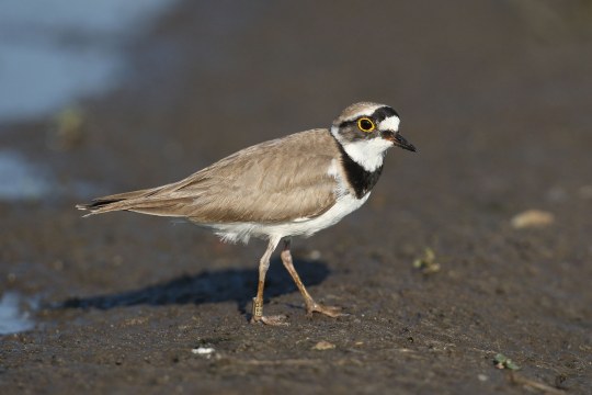 Flussregenpfeiffer | © Zdenek Tunka