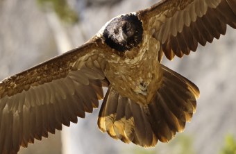 Bavaria nah frontal | © Markus Leitner