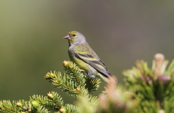 Zitronenzeisig | © Hans-Joachim Fünfstück