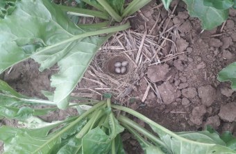 Würzburg |  © Gabriele Köhler (Würzburg)