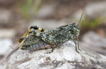 Gefleckte Schnarrschrecke | © Fabian Unger