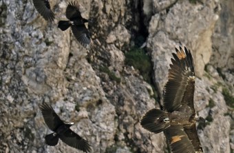 Generl wird von Kolkraben verfolgt 2025 | © Markus Leitner