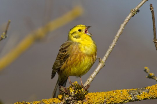 Singende Goldammer auf einem Ast | © Marcus Bosch