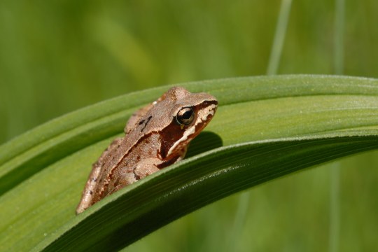 Grasfrosch | © Dr. Eberhard Pfeuffer