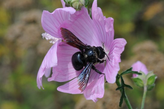 Große Blaue Holzbiene (Xylocopa violacea)  | ©  Dr. Eberhard Pfeuffer