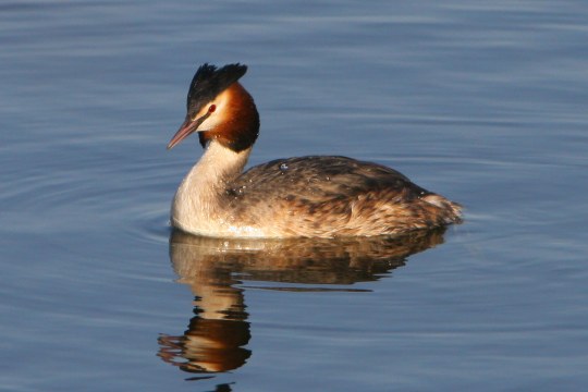 Haubentaucher im Wasser | © Zdenek Tunka