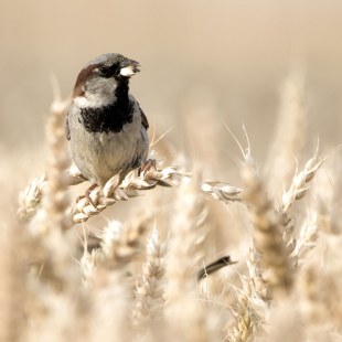 Haussperling sitzt auf Weizenähren | © Christoph Meyer