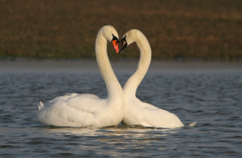 Höckerschwan-Pärchen auf dem Wasser, beide Köpfe zueinander geneigt | © Zdenek Tunka