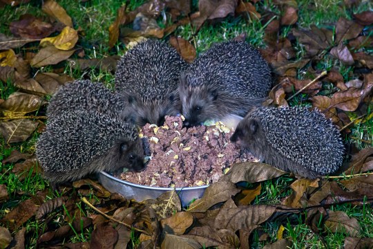 Fünf Jungigel fressen aus einer Schale Katzenfutter | © Marietta Irmer